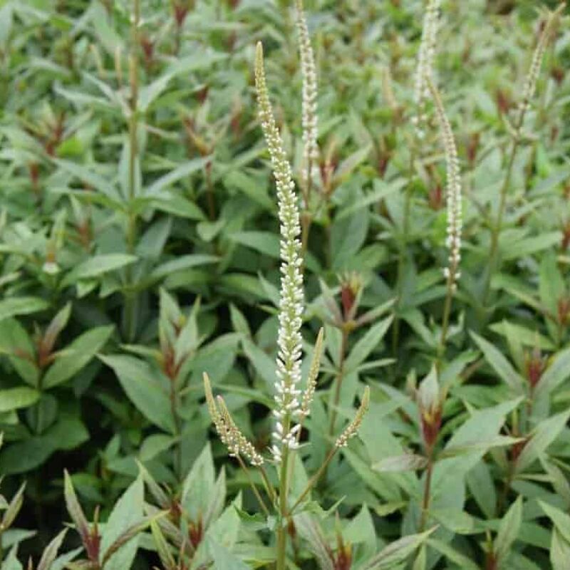 Veronicastrum virginicum 'Diana' ---